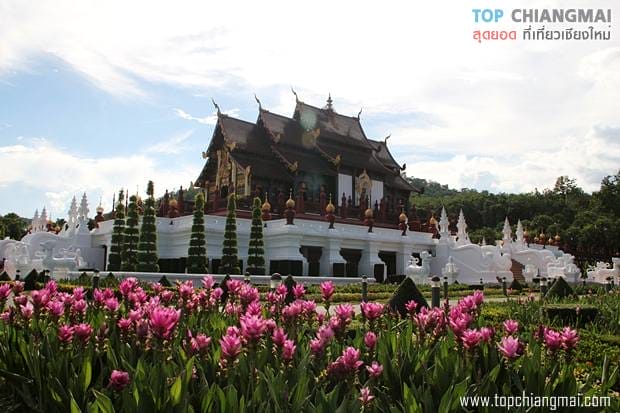 ราชพฤก6