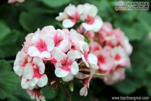 ราชพฤก73
