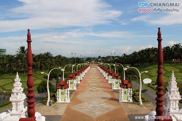ราชพฤก100