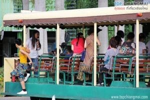 ราชพฤก49