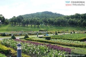 ราชพฤก96