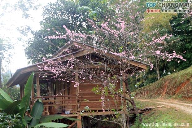 แม่กลางหลวงฮิล42