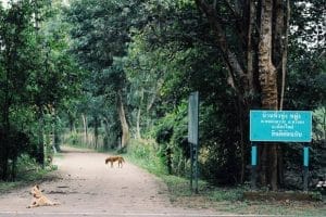 foresta-villa-chiangmai18